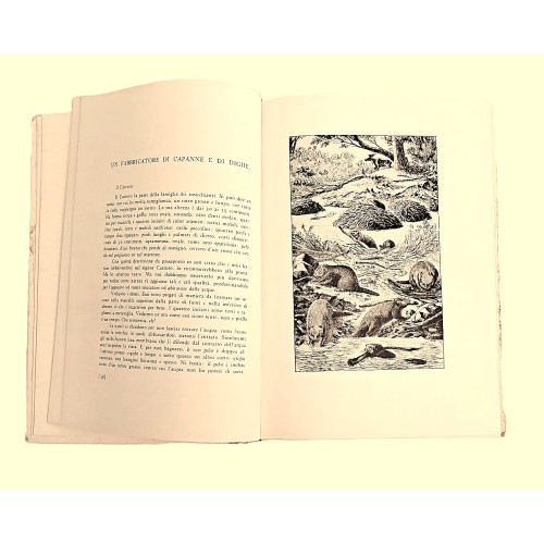 Curiosità nella vita degli animali