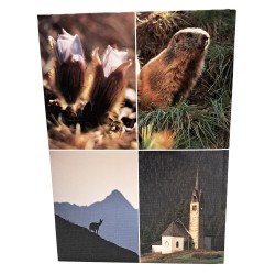 Ecologia della montagna bellunese 2