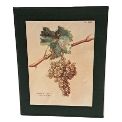 Delle viti in Friuli